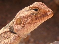 Pseudotrapelus sinaitus