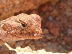Pseudotrapelus sinaitus