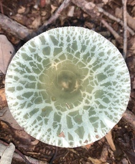 Russula parvovirescens