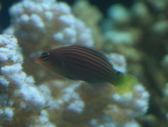 Pseudocheilinus hexataenia