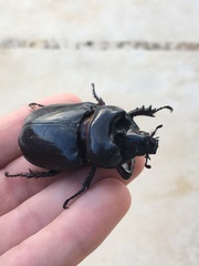Strategus aloeus