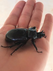 Strategus aloeus