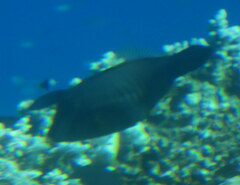 Amanses scopas