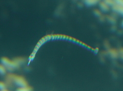Syngnathidae