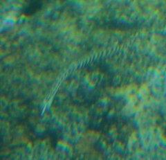 Syngnathidae