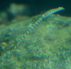 Syngnathidae