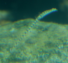 Syngnathidae