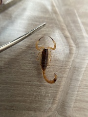 Tityus serrulatus