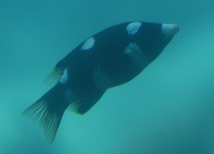 Bodianus axillaris