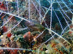 Pterelectroma physoides