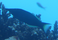 Gomphosus klunzingeri