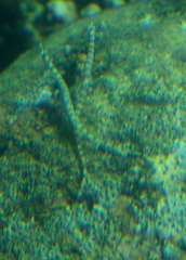 Syngnathidae