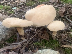 Lanmaoa pseudosensibilis
