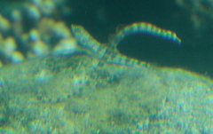 Syngnathidae