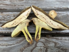 Lanmaoa pseudosensibilis