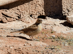 Emberiza impetuani