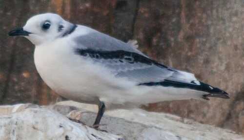Mouette tridactyle, jeune