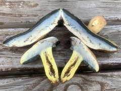 Lanmaoa pseudosensibilis