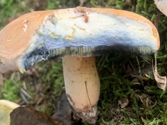 Lanmaoa pseudosensibilis