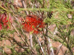 Melaleuca citrina