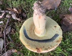 Lanmaoa pseudosensibilis