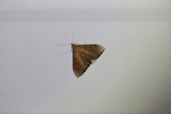 Hyalobathra