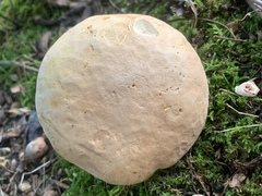 Lanmaoa pseudosensibilis