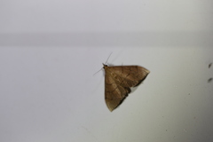 Hyalobathra