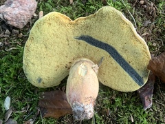Lanmaoa pseudosensibilis