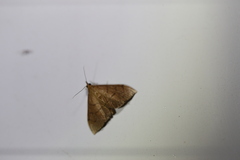 Hyalobathra