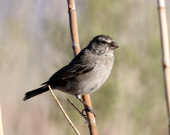 Crithagra albogularis