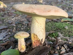 Lanmaoa pseudosensibilis