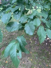 Lanmaoa pseudosensibilis
