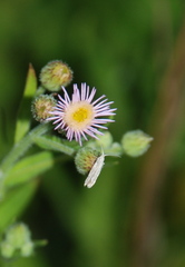 Erigeron acris podolicus