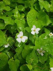 Viola canadensis