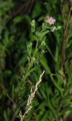 Erigeron acris podolicus