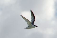 Sternula saundersi