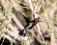 Cinnyris fuscus fuscus