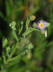 Erigeron acris podolicus