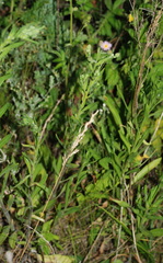 Erigeron acris podolicus