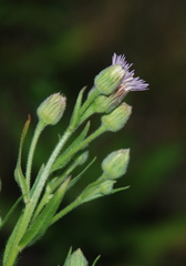 Erigeron acris podolicus