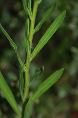 Erigeron acris podolicus