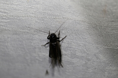 Teleogryllus