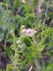 Erigeron acris podolicus
