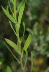 Erigeron acris podolicus