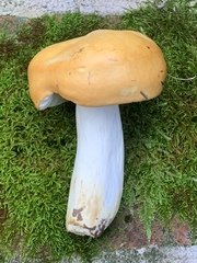 Russula claroflava