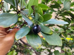 Machilus obovatifolia