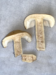 Russula claroflava