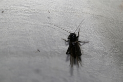 Teleogryllus