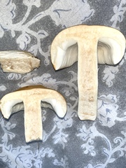 Russula claroflava